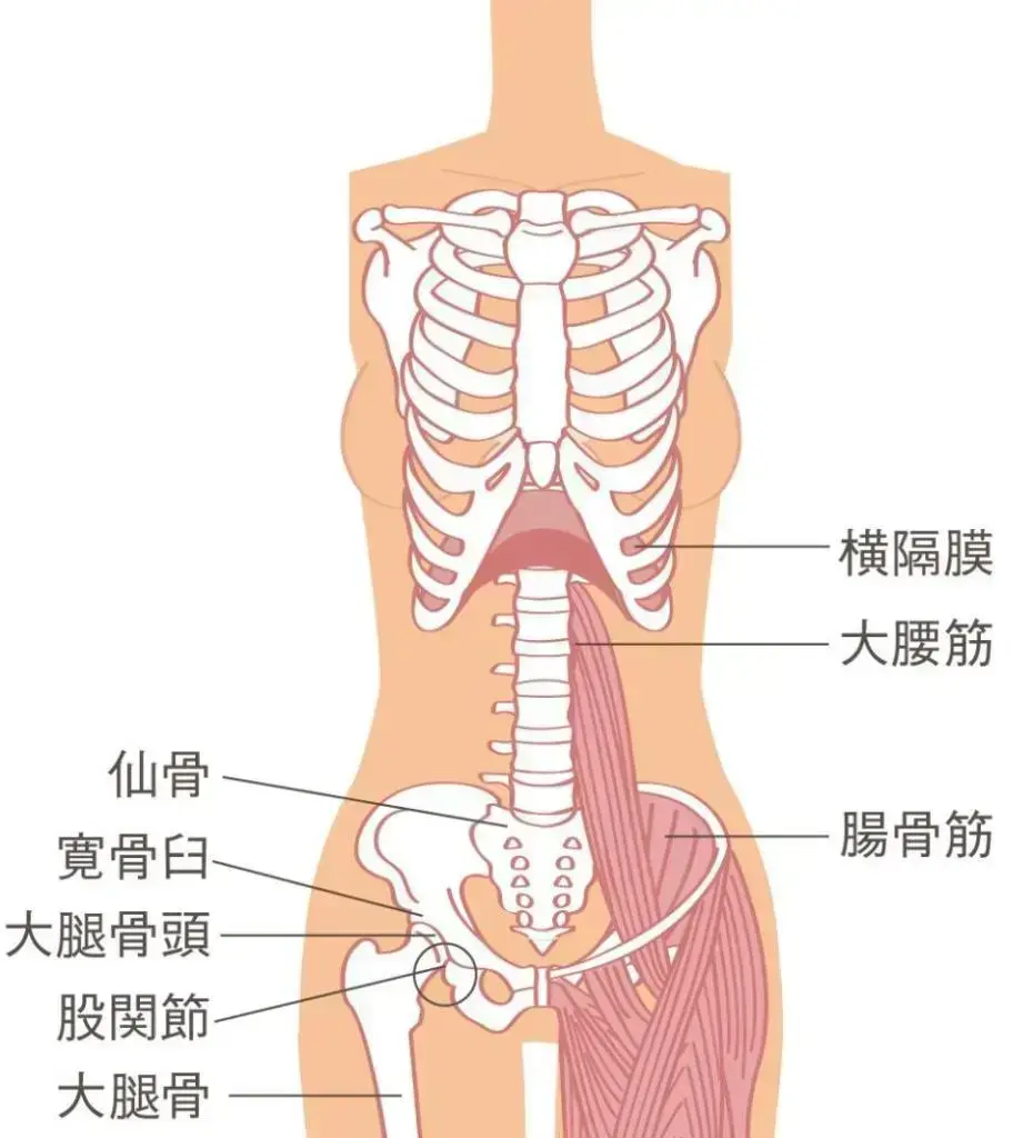 下半身がよくむくむという人は、股関節の可動域が狭い傾向があります。