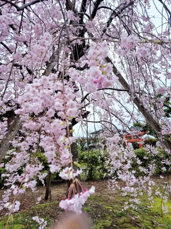 【富山・春旅】Vol.3雨の中「国宝・瑞の画像_2