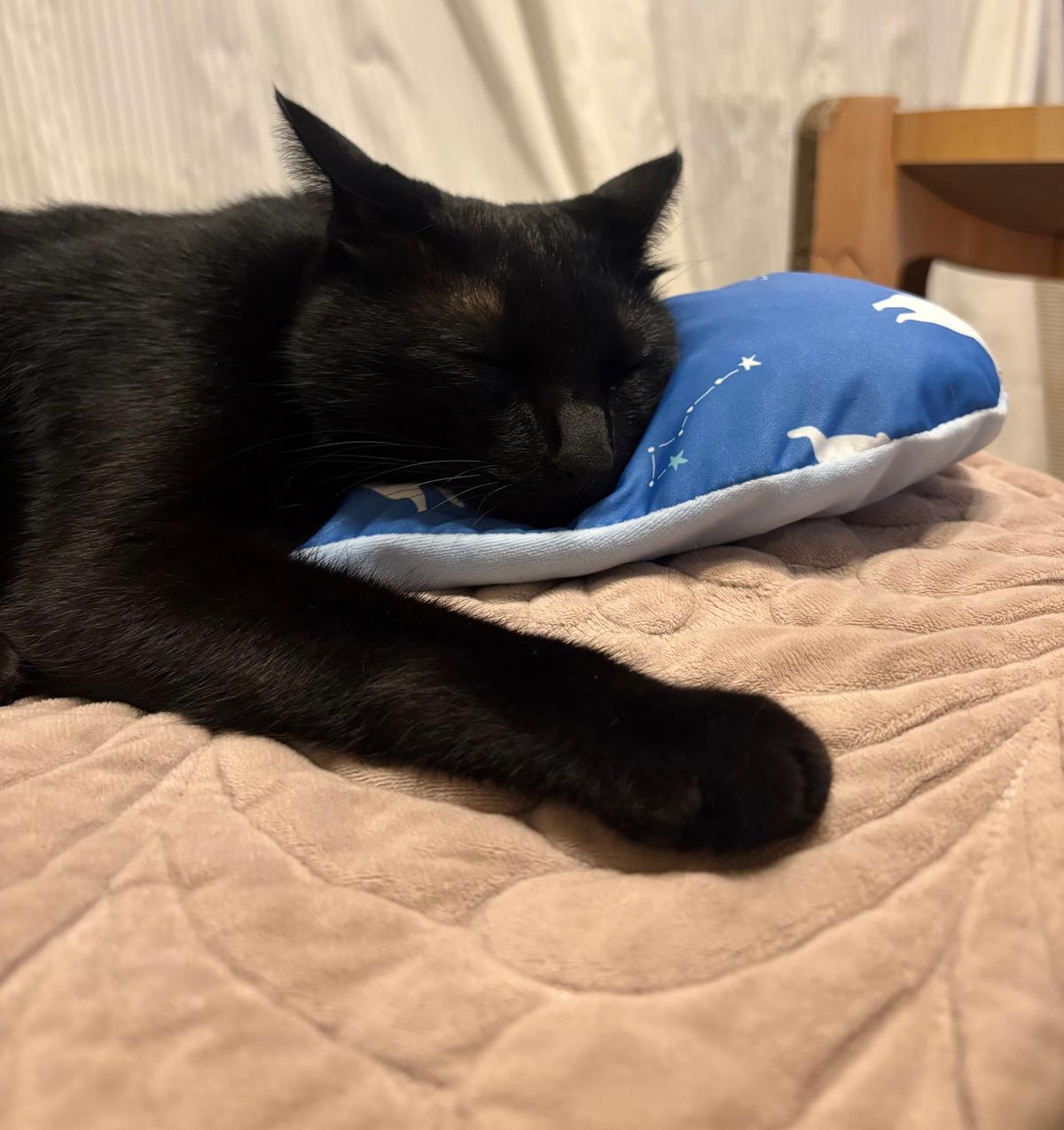 猫　保護猫