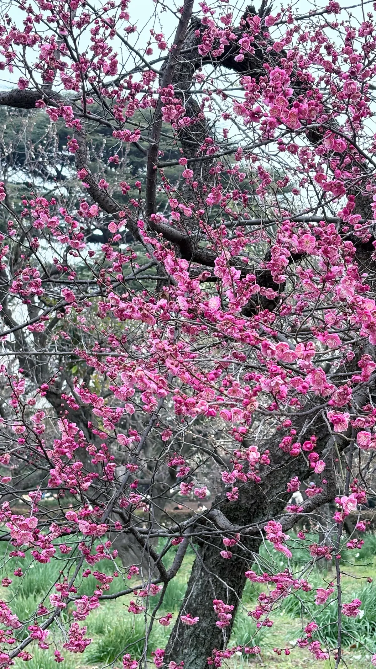 GUワントーンコーデで新宿御苑への画像_10