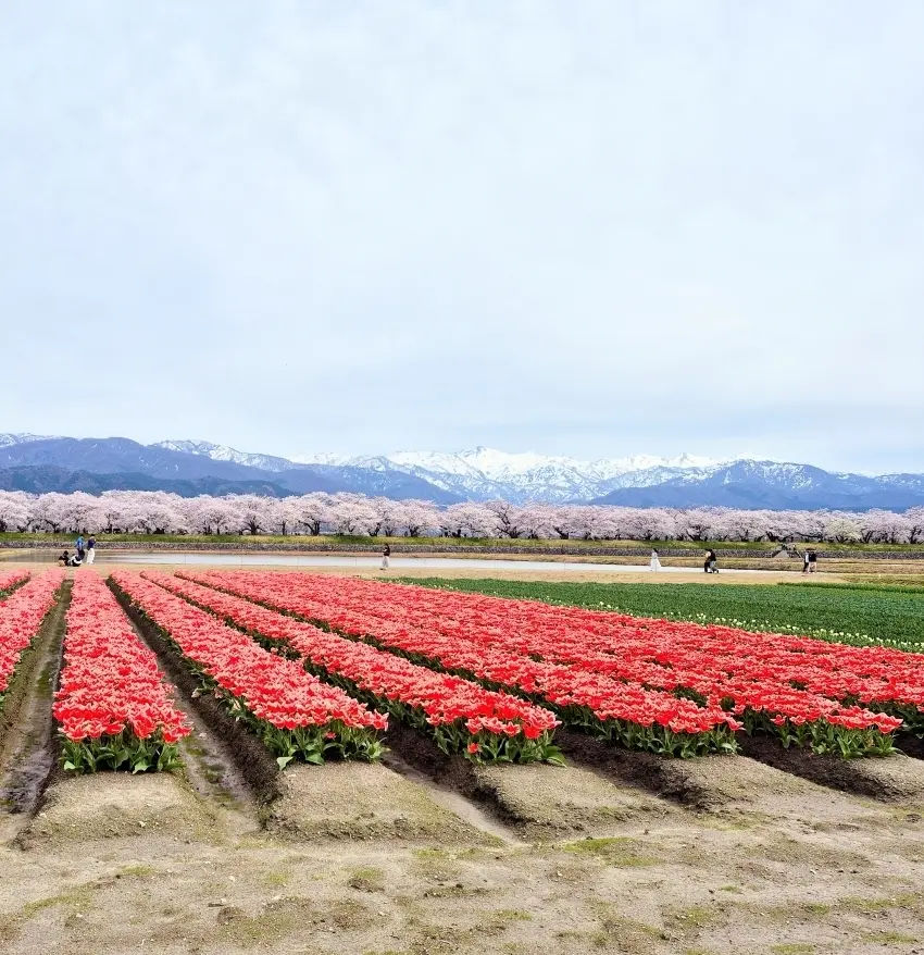 【富山・春旅】桜の絶景！｢春の四重奏｣＆の画像_1