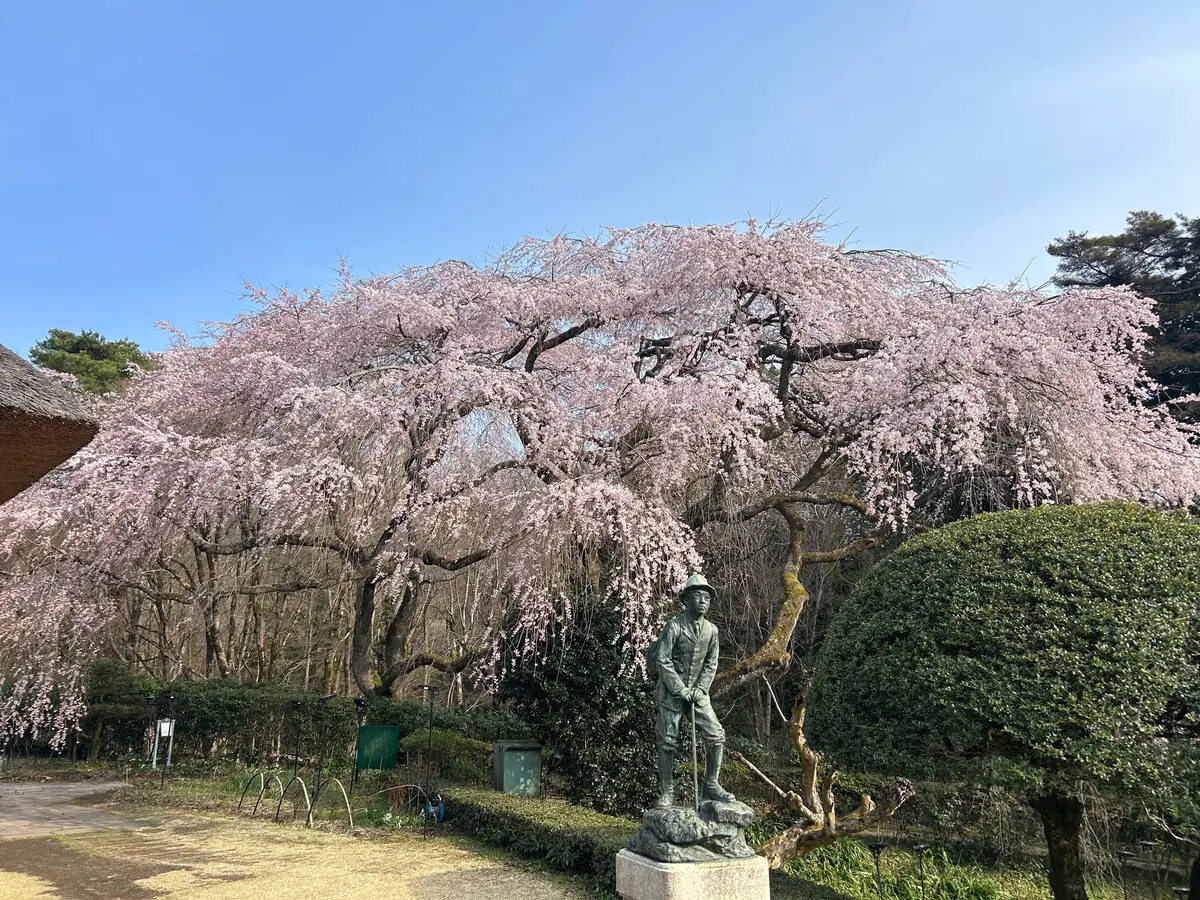 しだれ桜ととらやのお菓子♡の画像_1