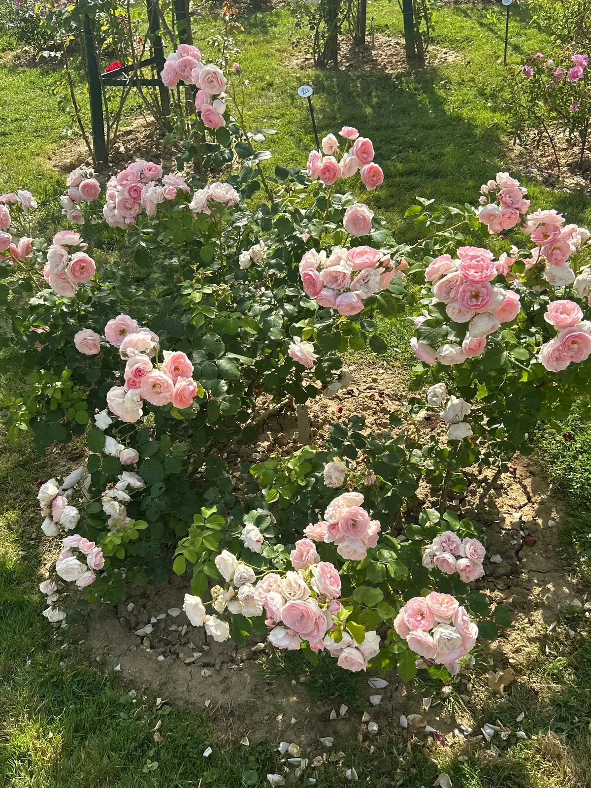パリ旅行  パリ観光  パリ散歩  フランス旅行  パリ観光　パリ絶景　バガテル公園  ブローニュの森  薔薇園  ローズガーデン