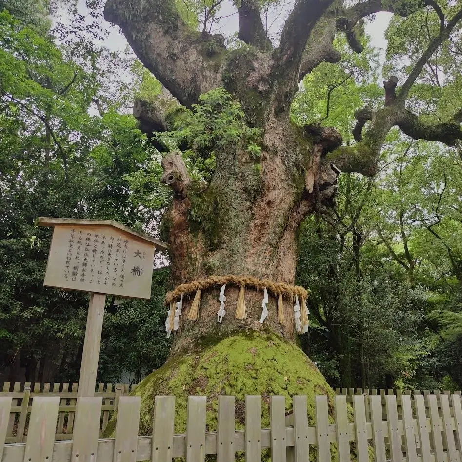 熱田神宮
大楠