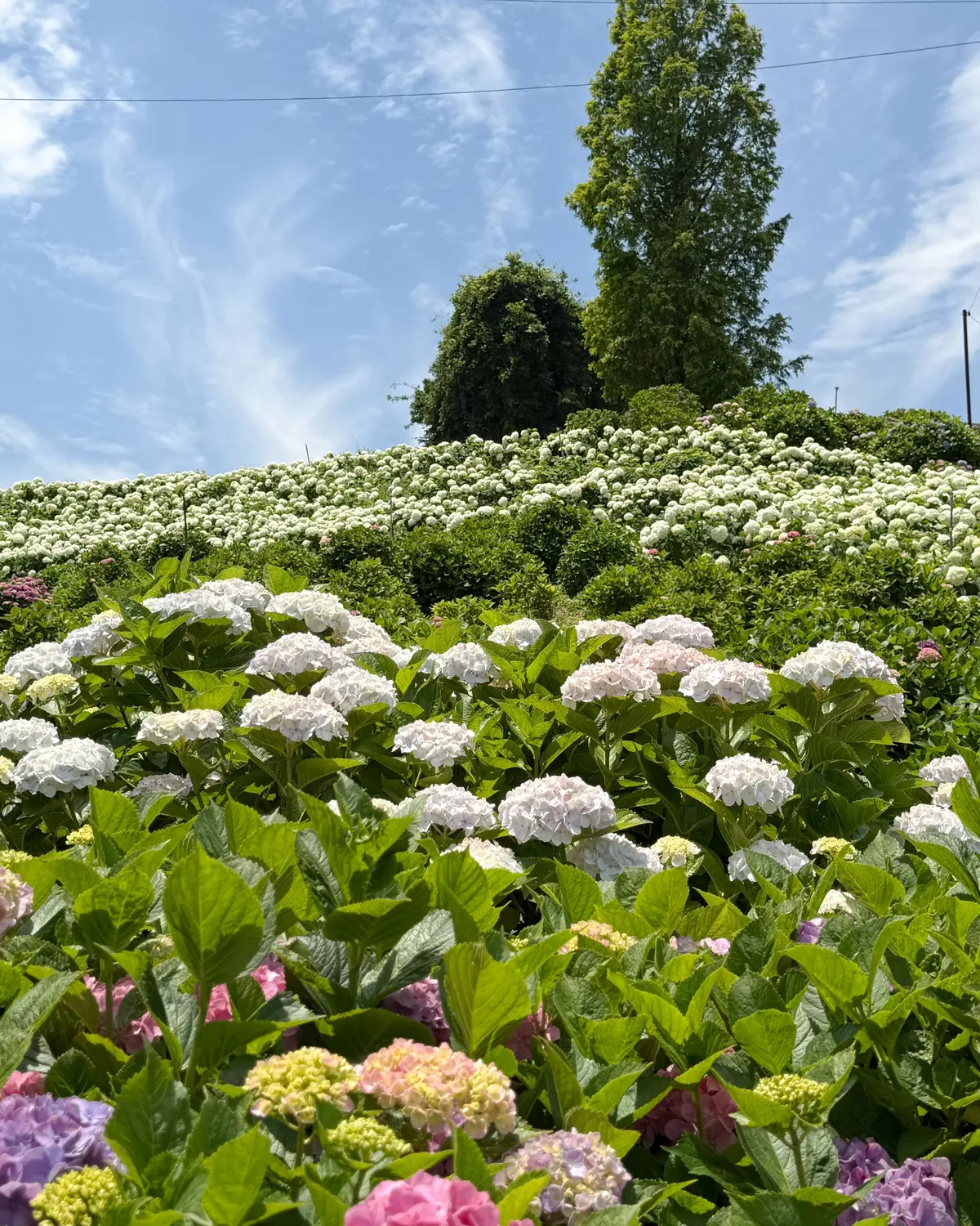 白やピンク、色とりどりの紫陽花。
