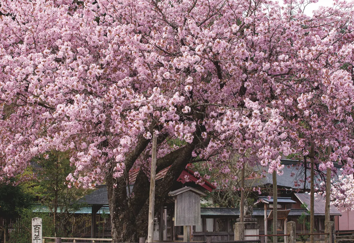 黒田百年桜　見ごろは4月下旬。 京都府京都市右京区京北宮町宮野