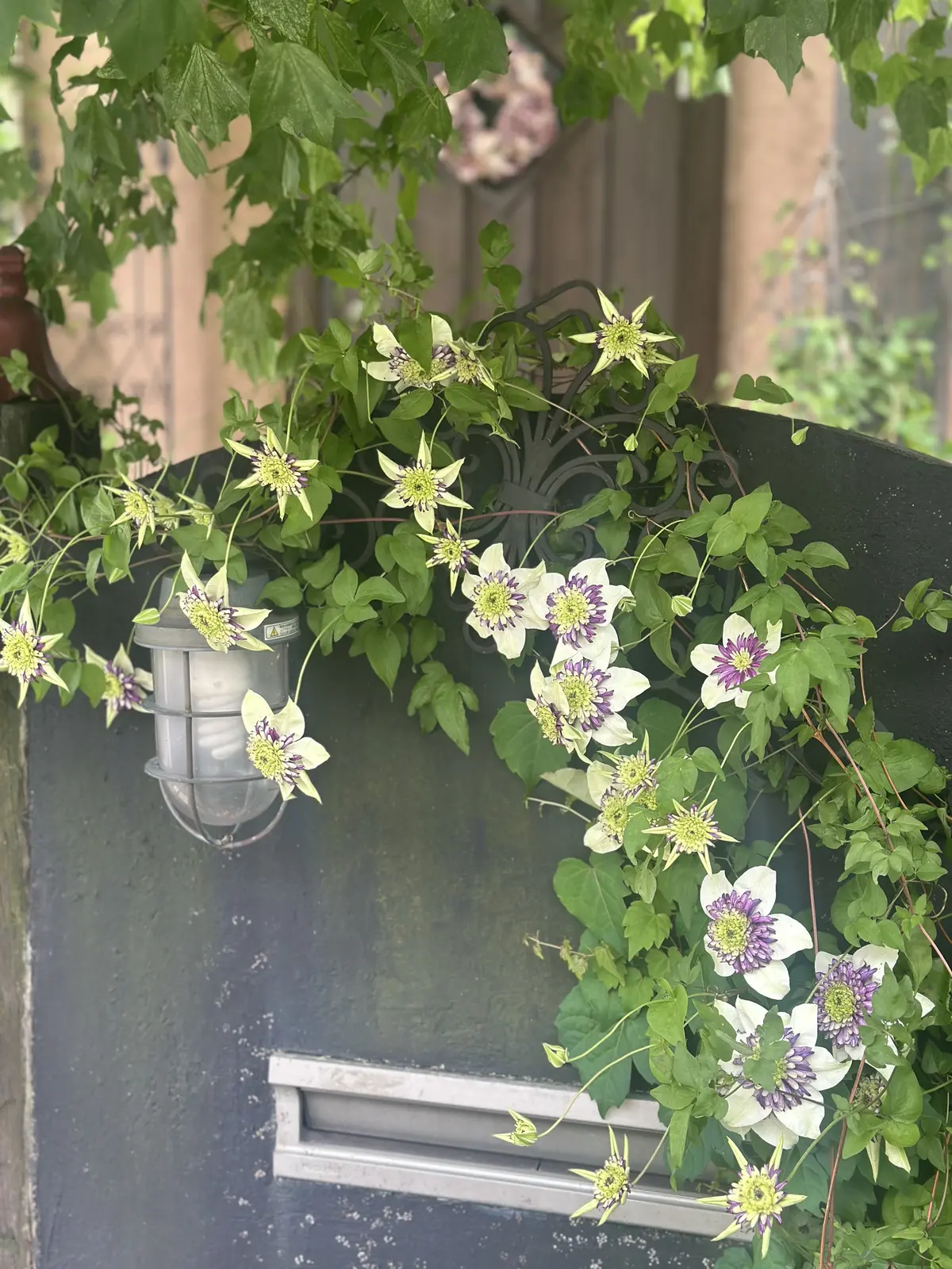 めくるめく季節！ガーデンが賑やかに華やかの画像_6