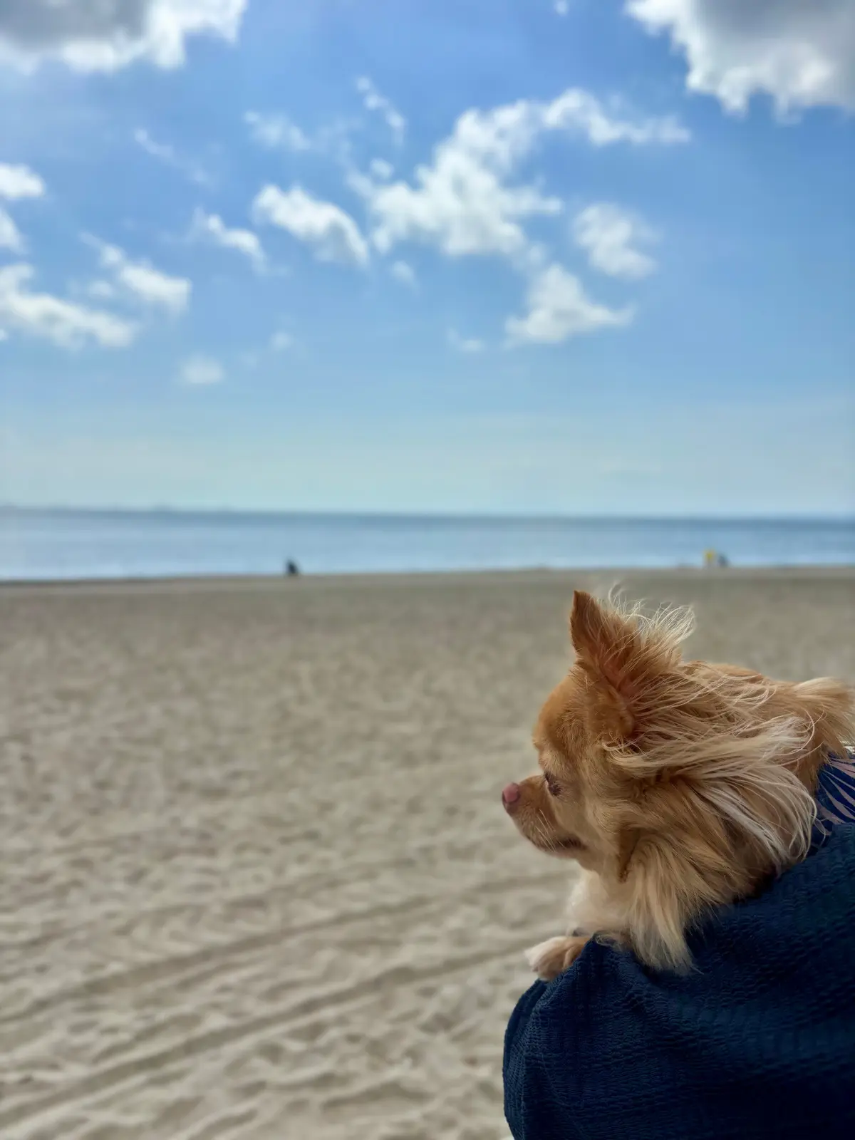 千葉へわんことおでかけ。ピクニックも楽しの画像_10