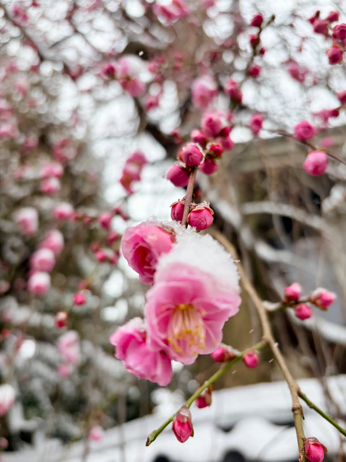 雪が降った日のお散歩コーデ in 東京（の画像_5