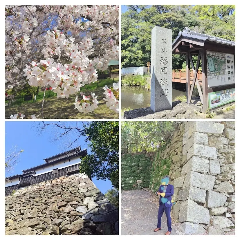 福岡城跡　桜　石垣