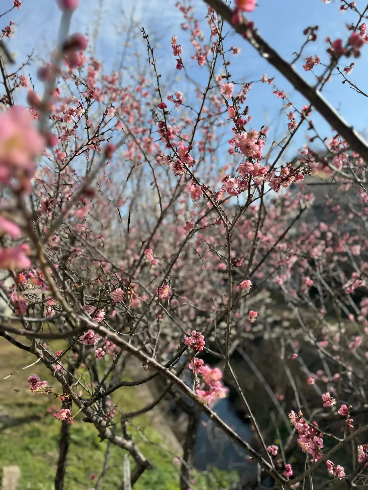 梅が満開、春はもうすぐそこですね！の画像_3