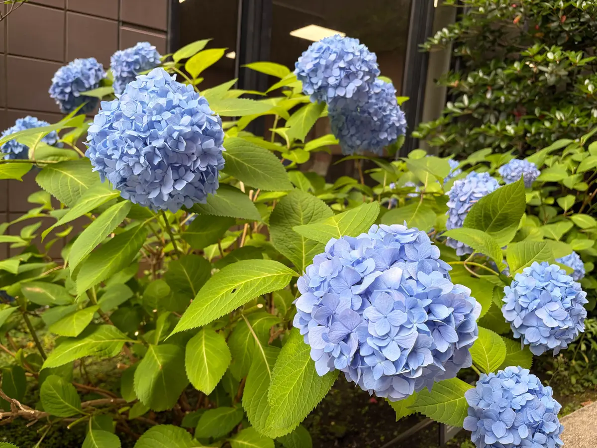 青いヒメツツジの花が緑の葉に囲まれ、壁に寄り添って咲いている