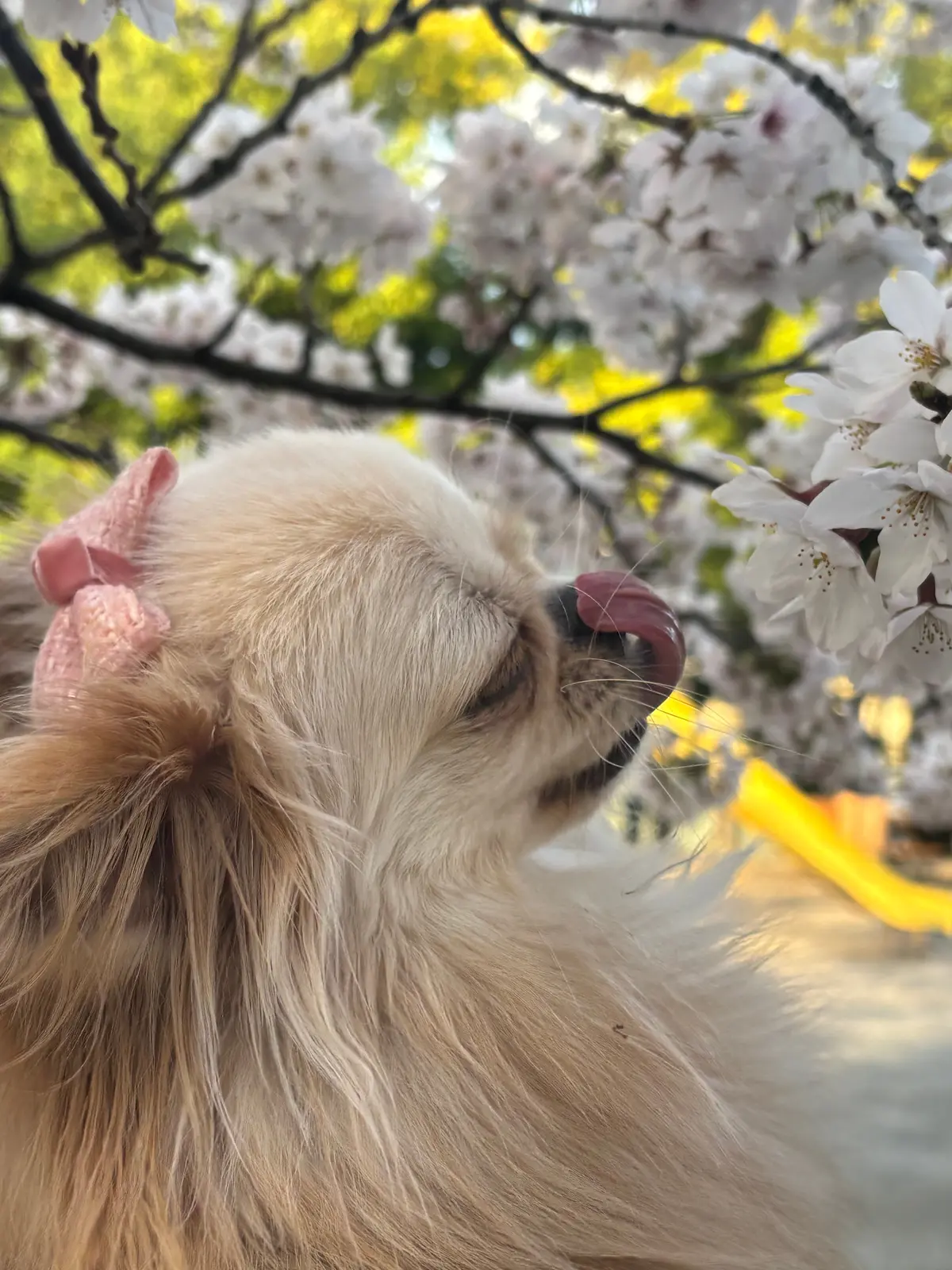 春のゆらぎ肌、おすすめのスキンケアの画像_1