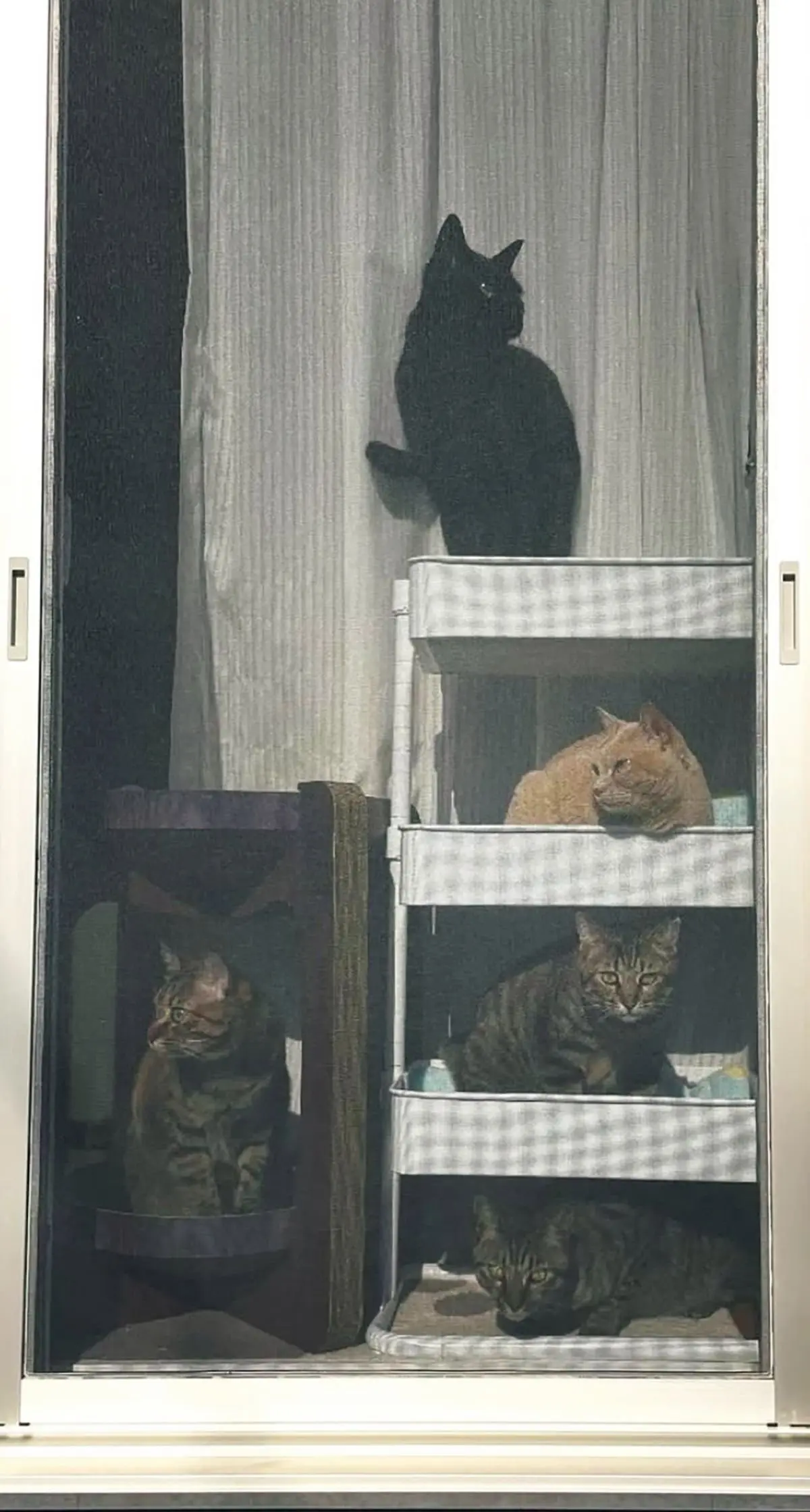 夫婦で猫の保護活動。5匹の愛猫にメロメロ！（ miyaさん ）