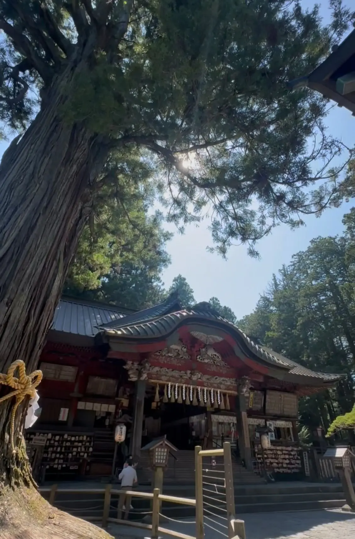 赤い屋根の伝統的な神社が、巨大な杉の木の下に位置する様子。杉の木は建物よりも高く、その枝が神社を覆っている。手すりが設置され、参拝者がいる。