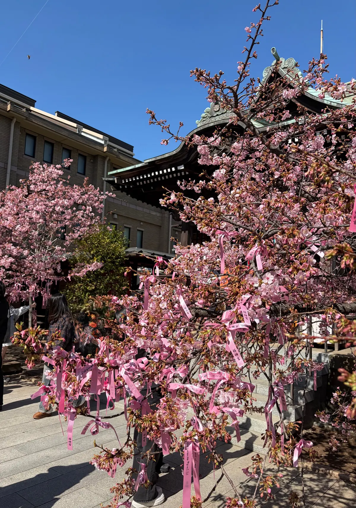 お花見　河津桜　開花情報　桜神宮　御朱印　世田谷散歩　御朱印散歩　ヴィヨン　バームクーヘン　桜新町　jマダムのブログ　世田谷の河津桜