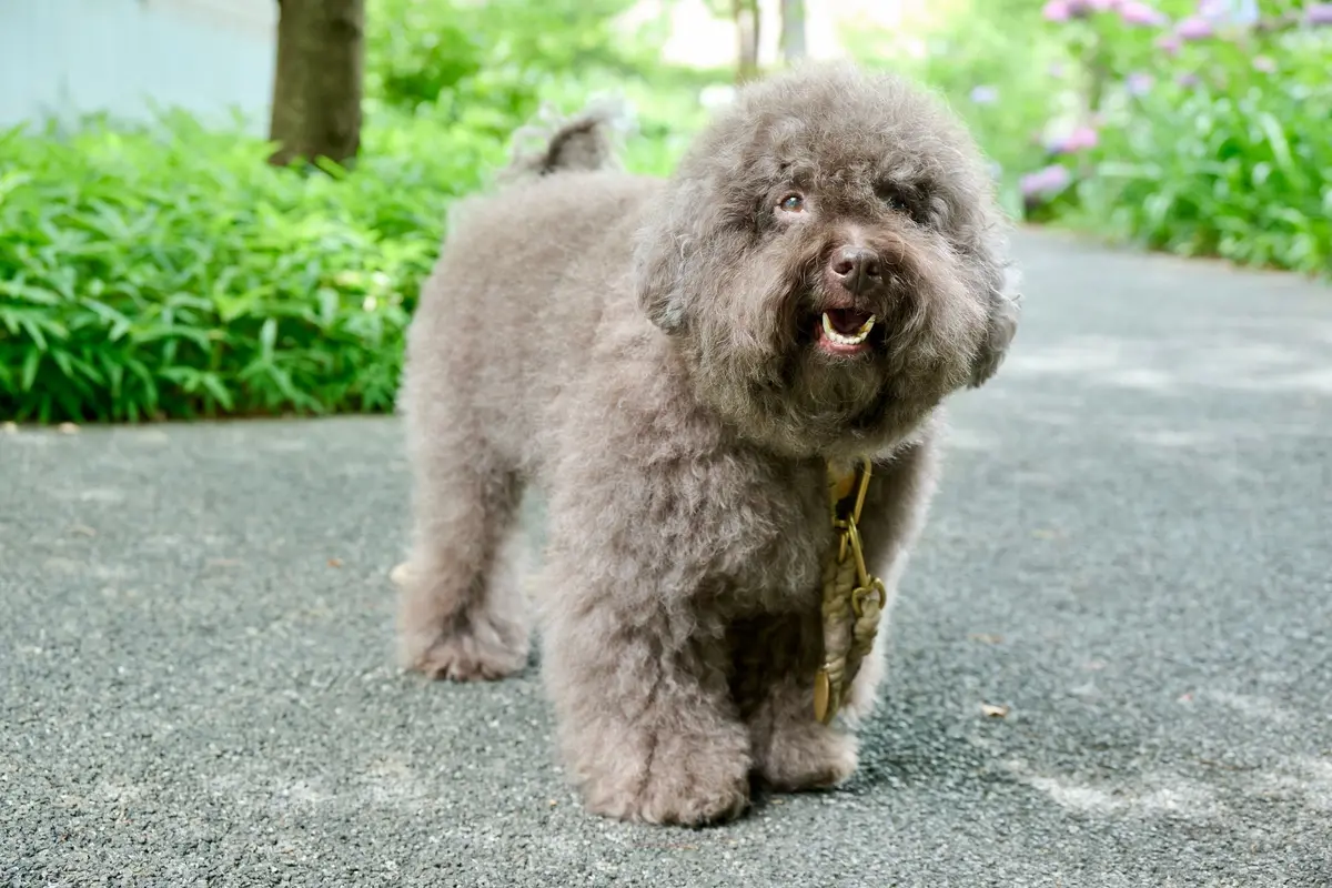 灰色のプードルの犬が、アスファルトの道に立ってこちらを見ている。口を開けて笑顔のよう。背景には緑の植物が生い茂っている。
