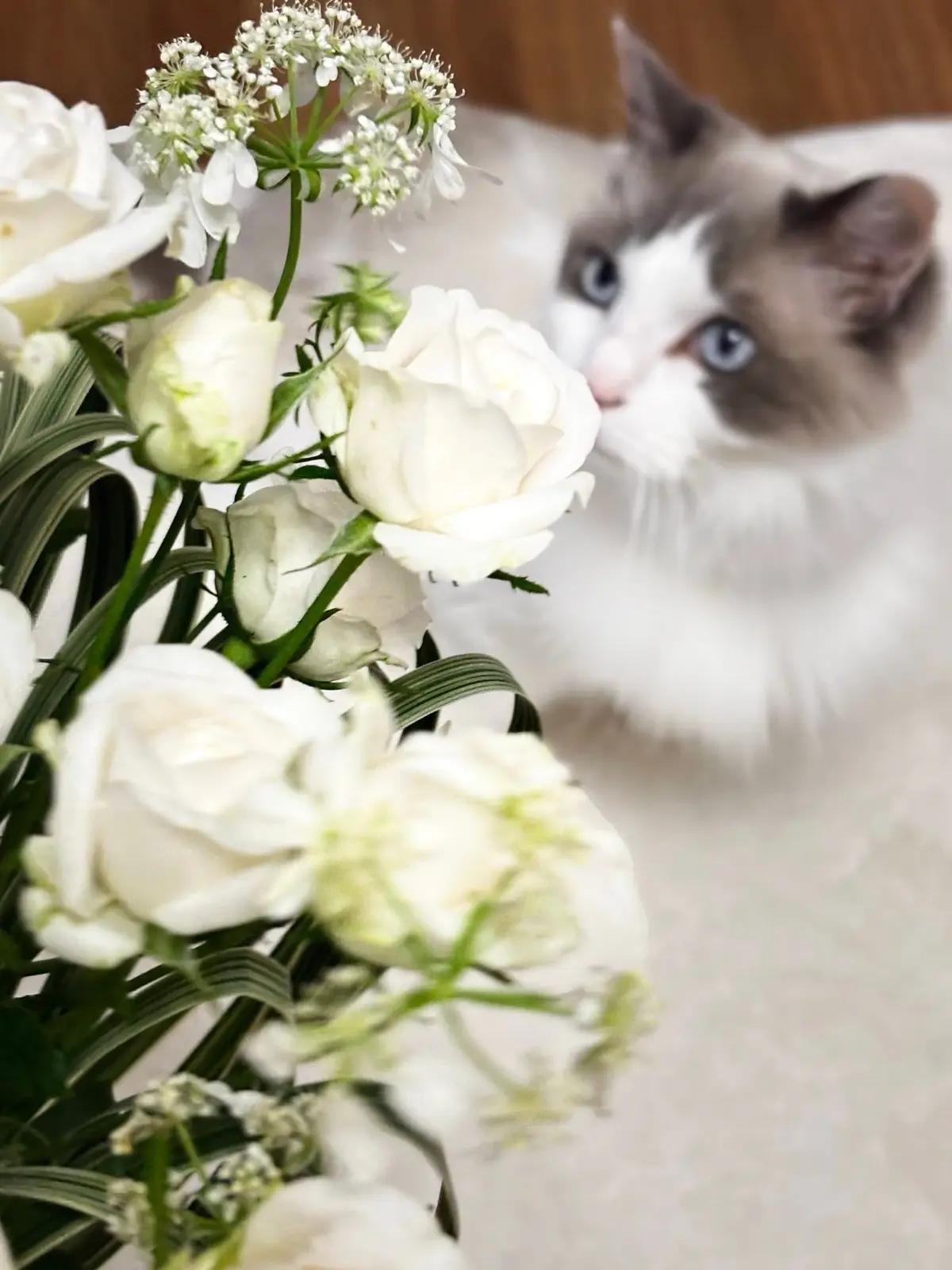 上の子（猫）と薔薇の花のアレンジメント