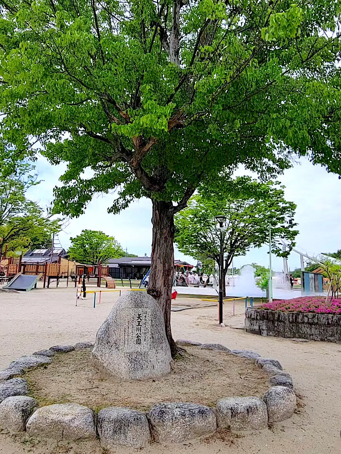 藤の花の名所・愛知県津島市の天王川公園