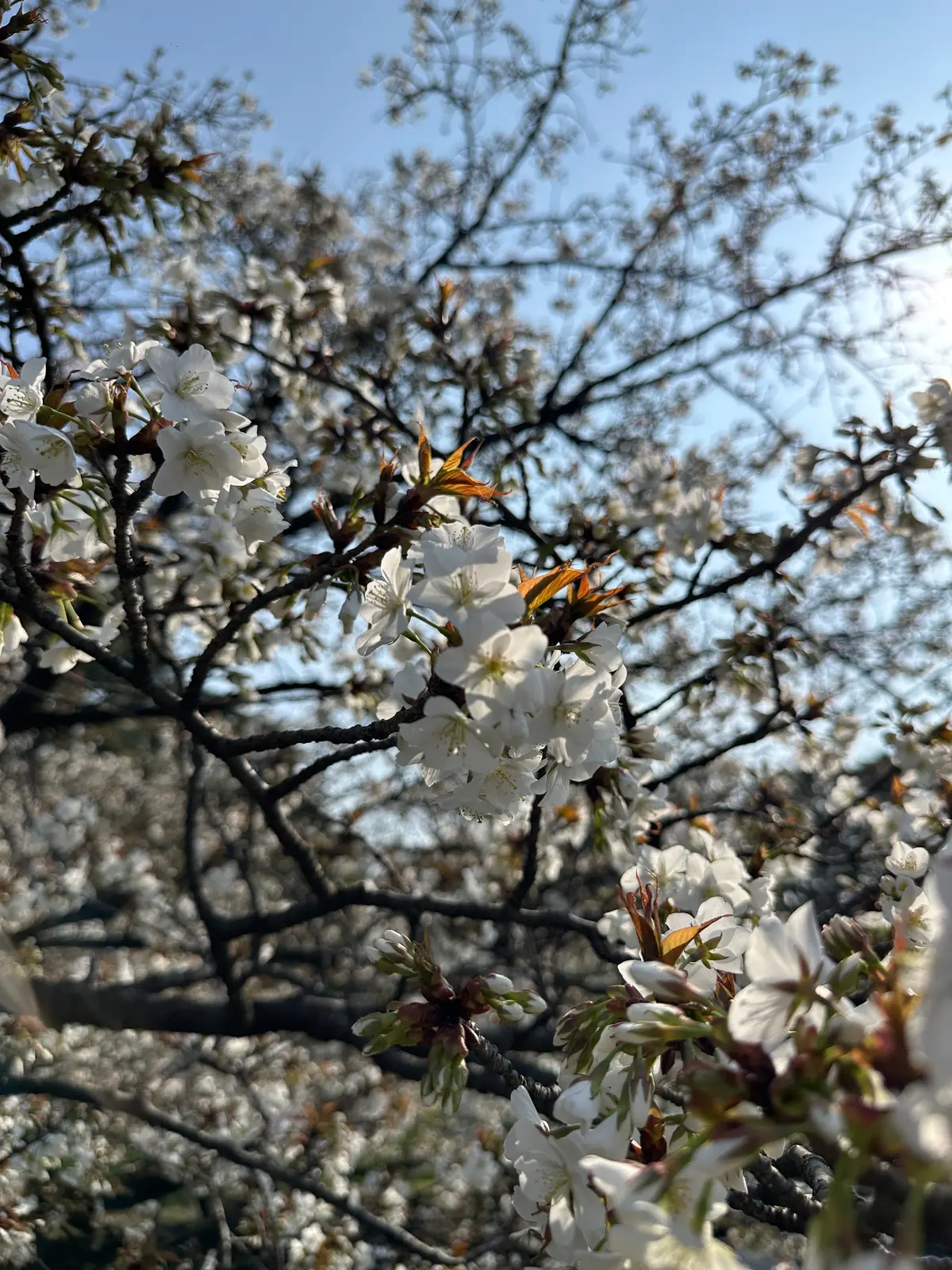 お花見　桜　九段下　千鳥ヶ淵　桜　2026　千代田のさくらまつり