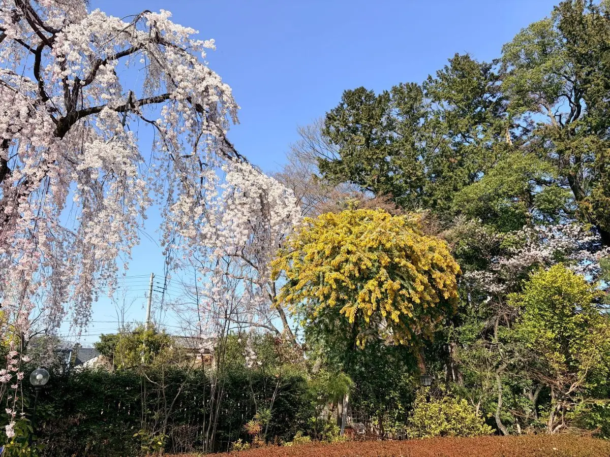 川越・中院のしだれ桜とミモザ