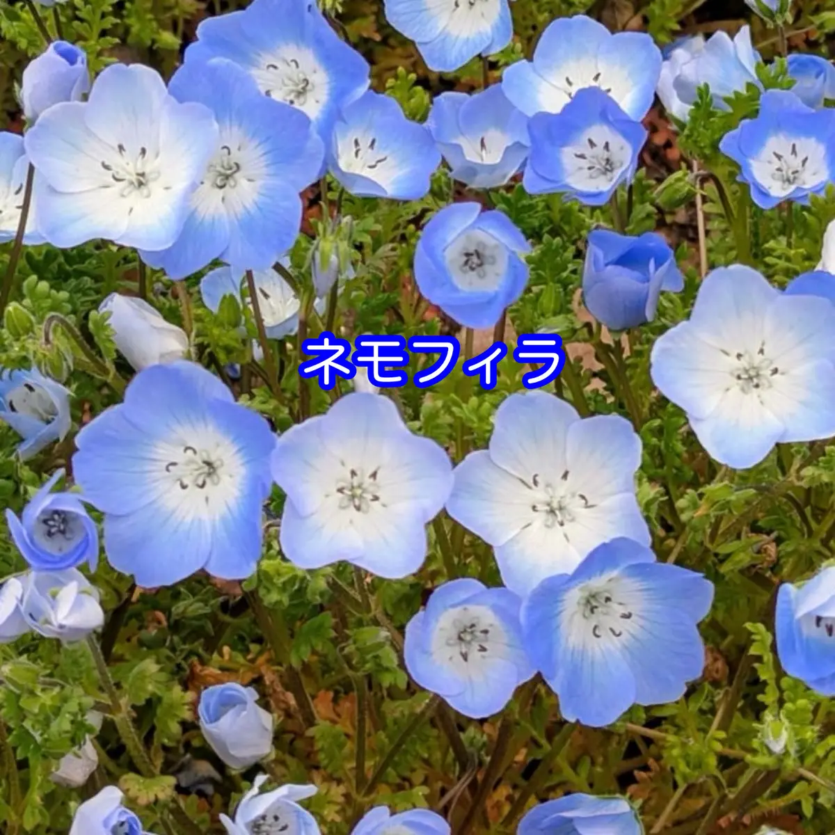 ときめく散歩道の画像_4