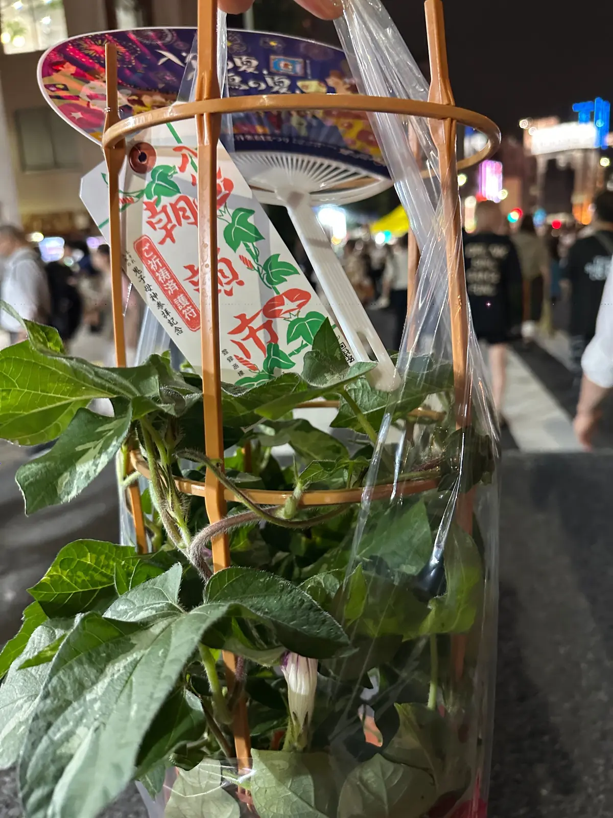 朝顔　朝顔市　入谷　入谷鬼子母神　スカイツリー　夏の風物詩　縁日