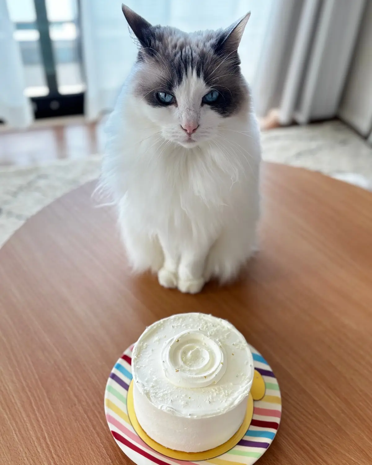 上の子（猫）と苺のショートケーキのホール