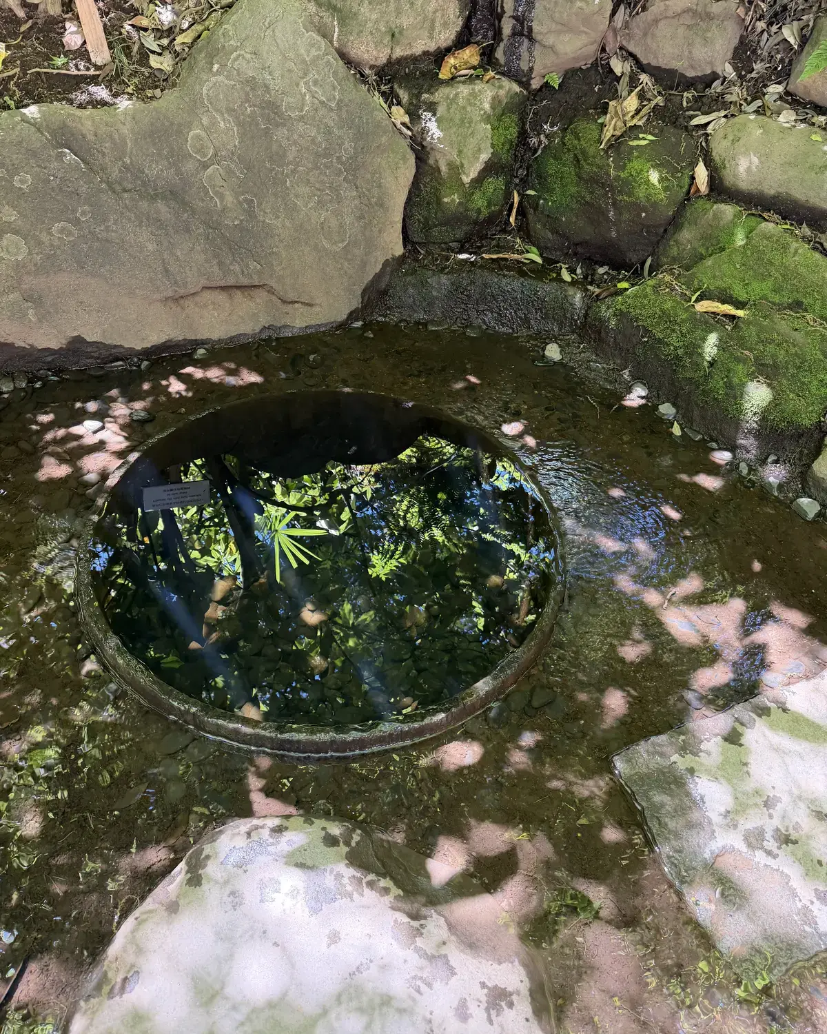 明治神宮 清正井