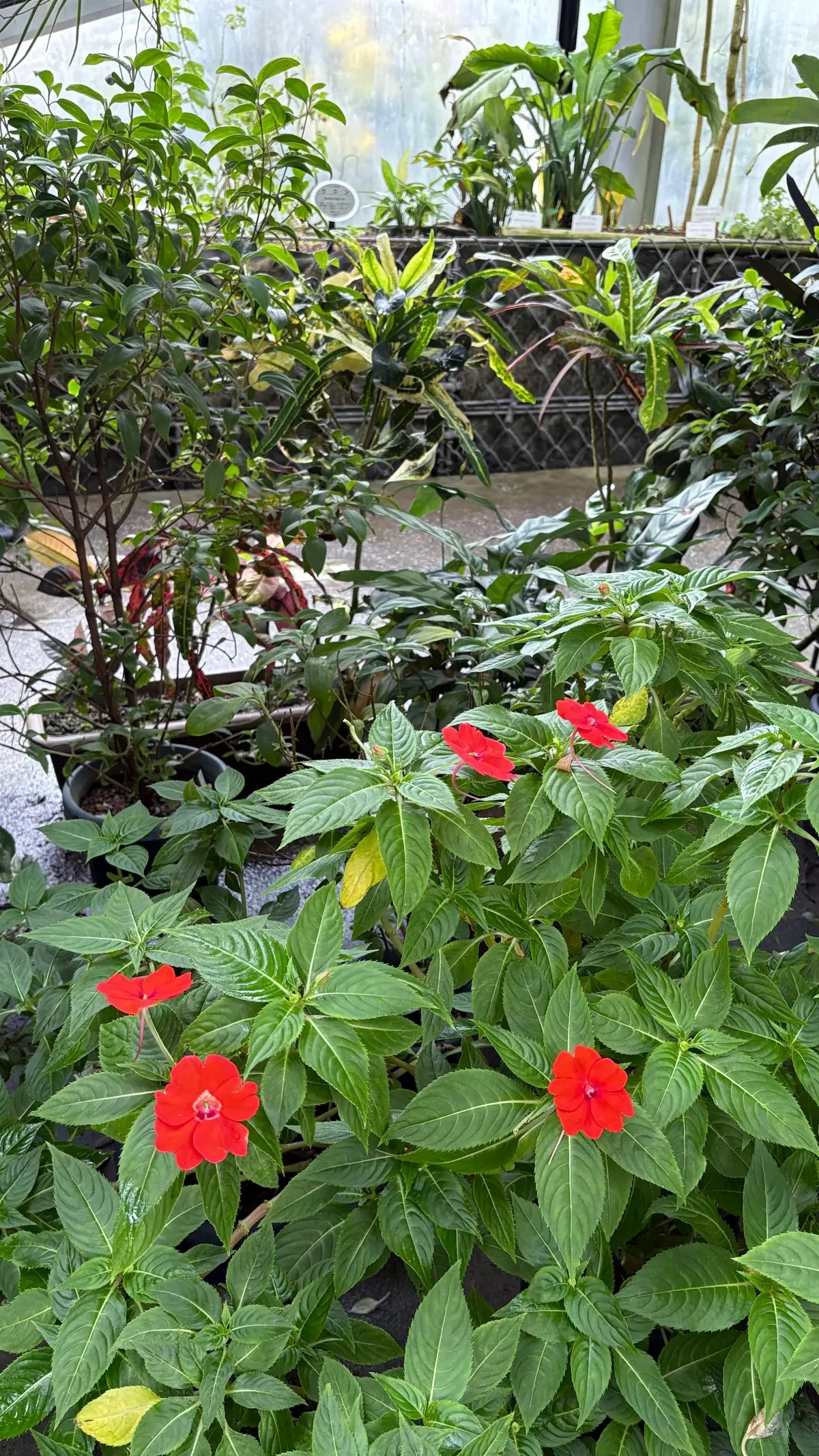 GUワントーンコーデで新宿御苑への画像_4