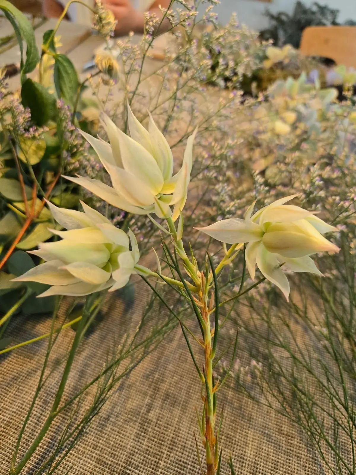 白っぽい花が3つ咲いた茎。細長い葉が放射状に広がり、背景には淡い紫色の小さな花が散らばる。茶色の布の上に置かれている。