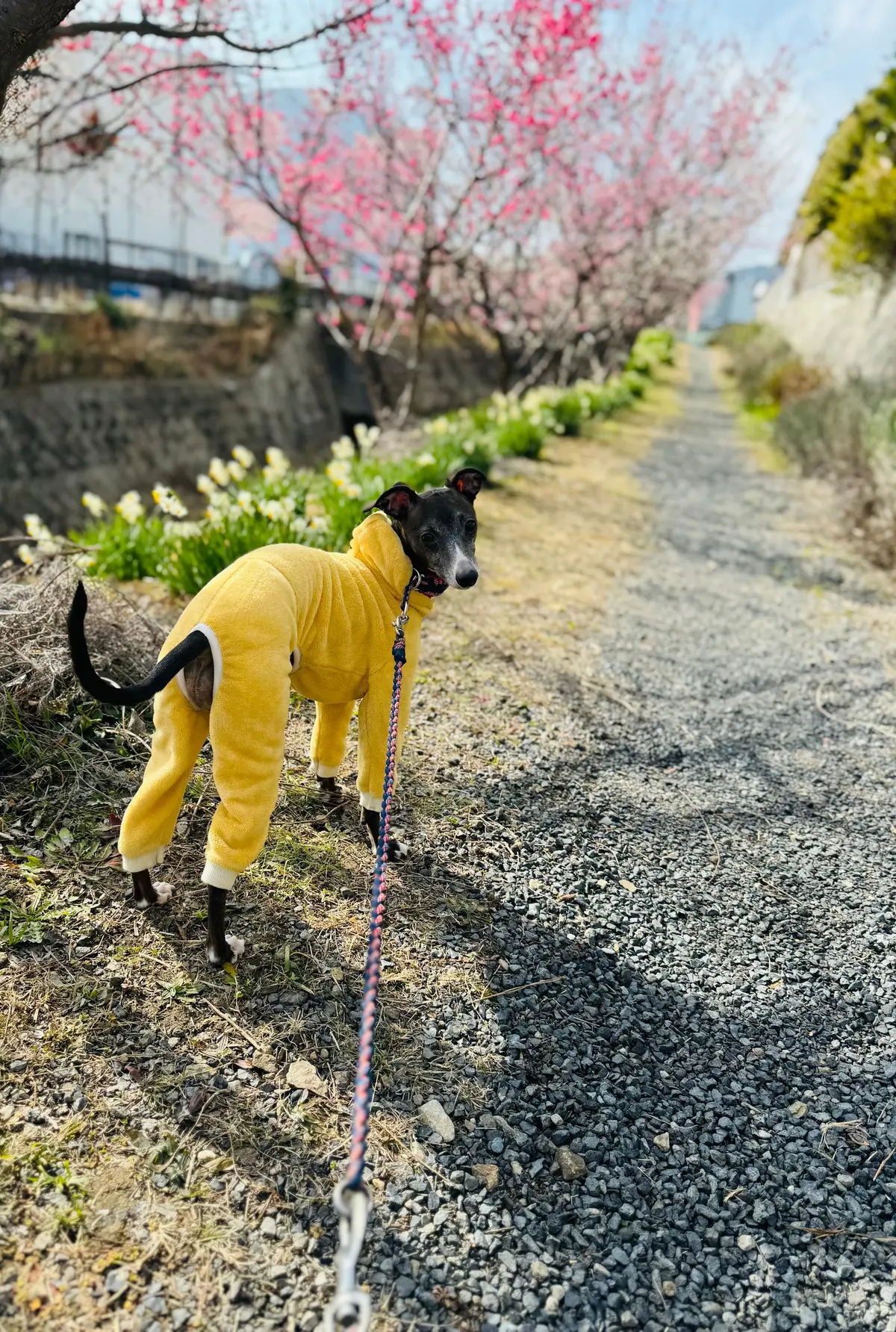 梅が満開、春はもうすぐそこですね！の画像_5