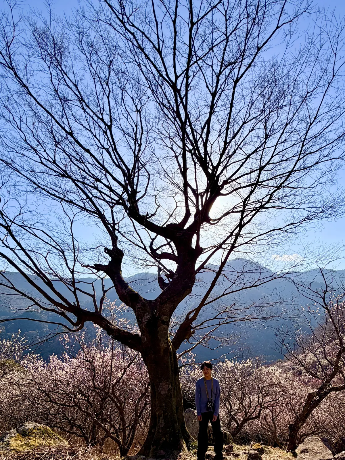 春の湯河原は、4000本の梅の花じゅうたの画像_5