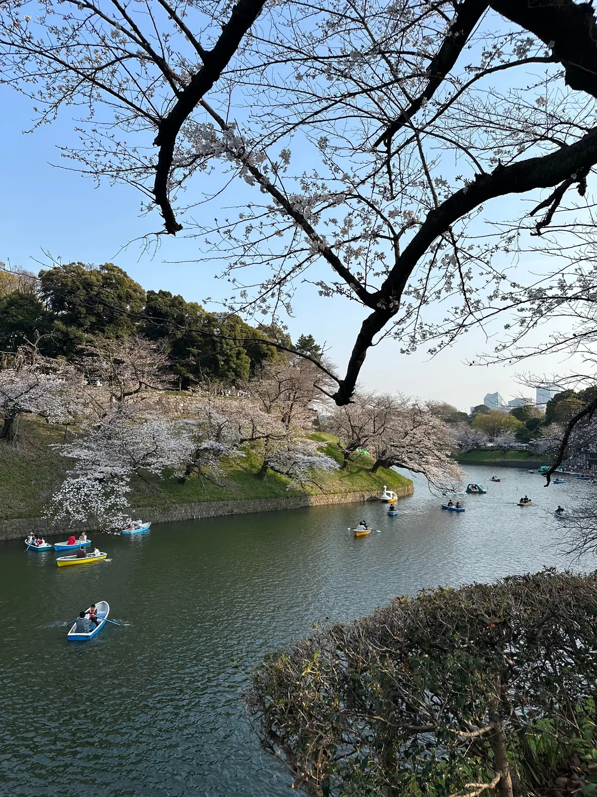 お花見　桜　九段下　千鳥ヶ淵　桜　2026　千代田のさくらまつり
