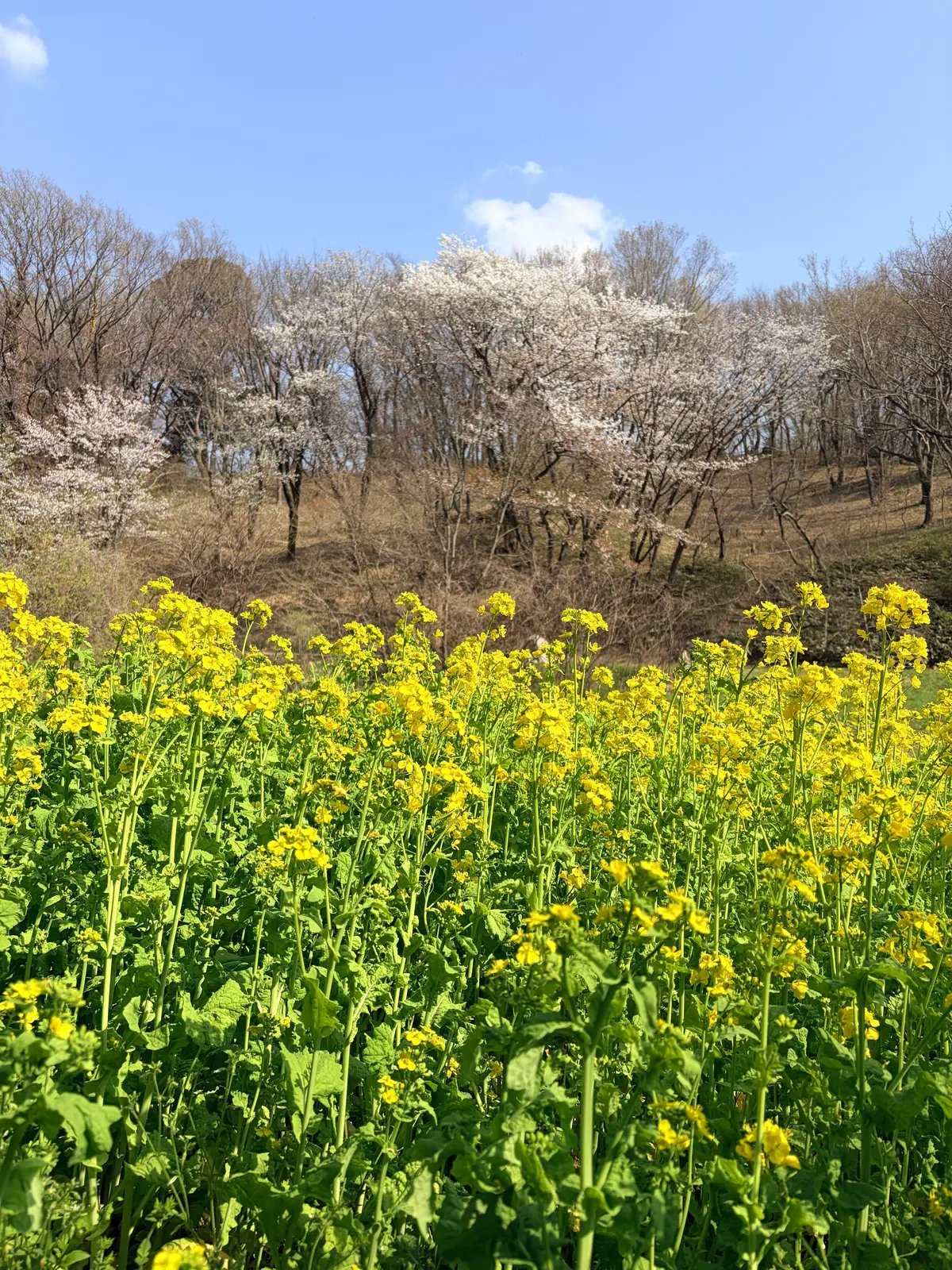 「今着なきゃいつ着るの！？」アラフィフピの画像_4