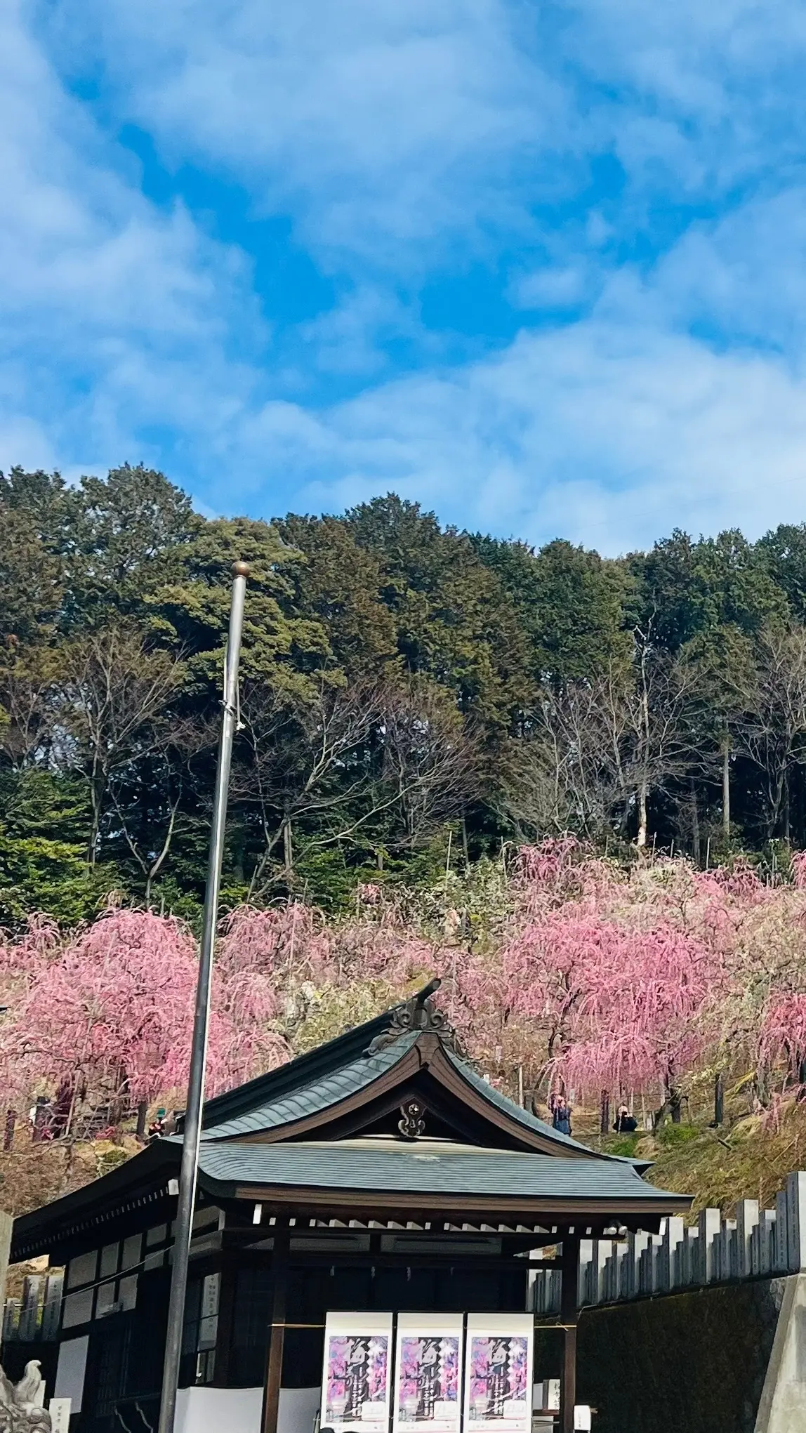幸せ色の春！大縣神社「梅まつり」の画像_4
