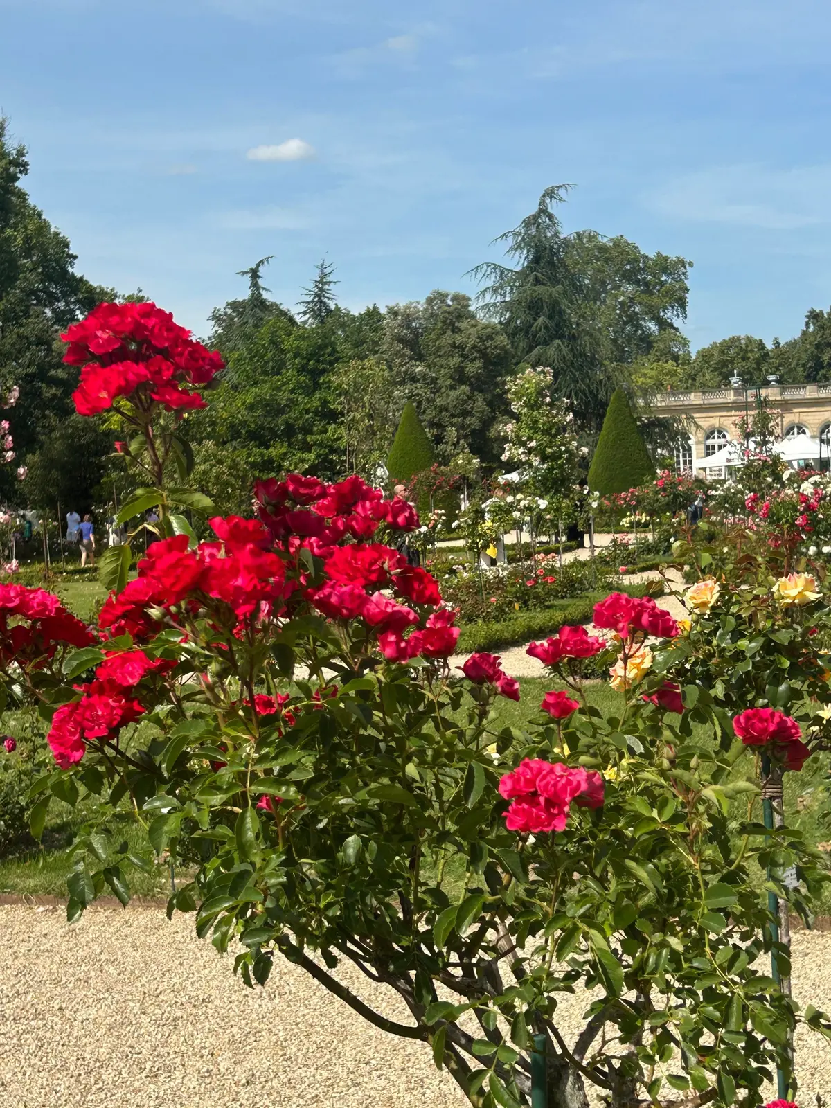 パリ旅行  パリ観光  パリ散歩  フランス旅行  パリ観光　パリ絶景　バガテル公園  ブローニュの森  薔薇園  ローズガーデン