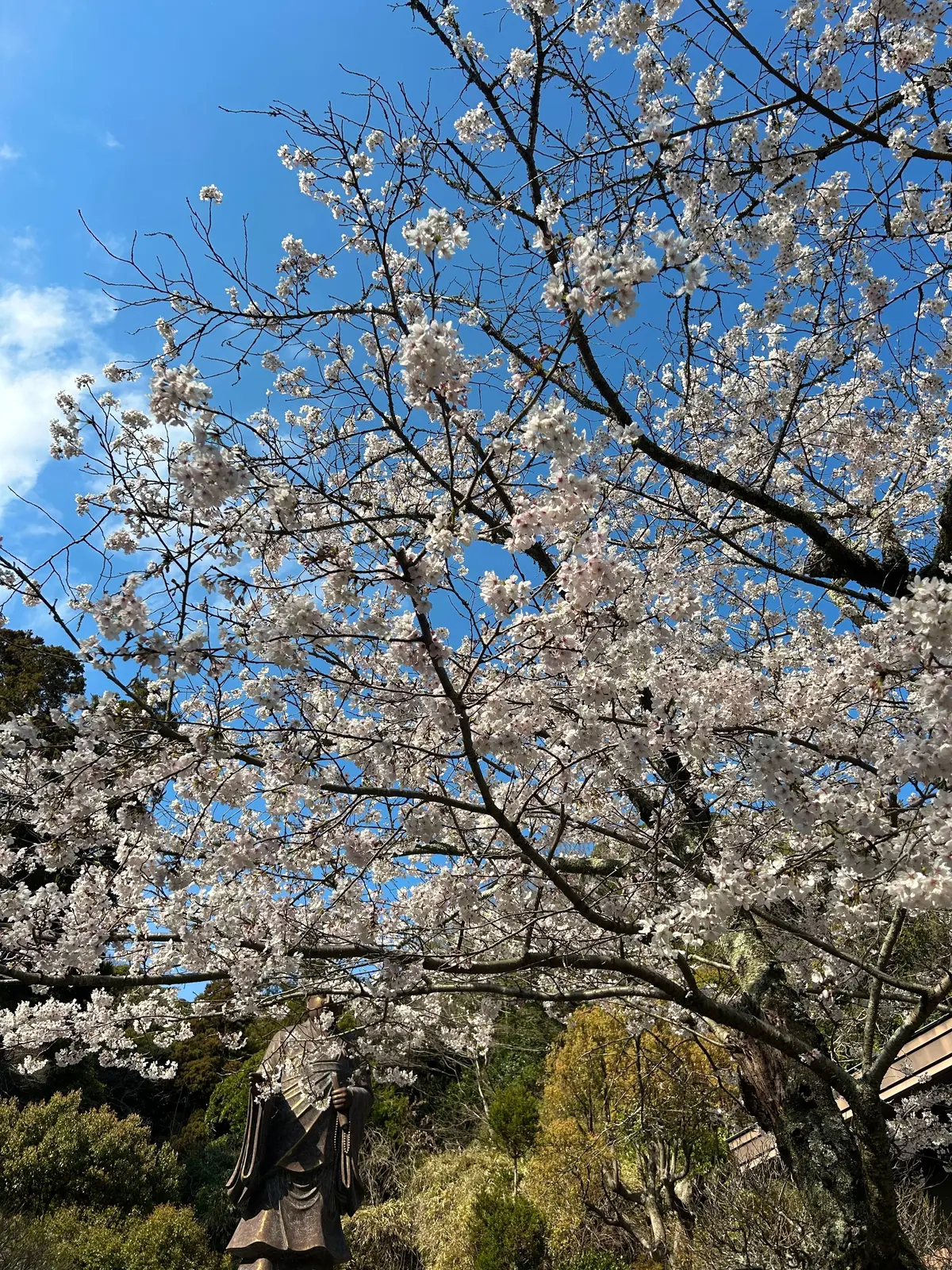 お花見　鎌倉の桜　鎌倉桜スポット　鎌倉桜　鎌倉穴場桜　鎌倉観光 　　月と松　