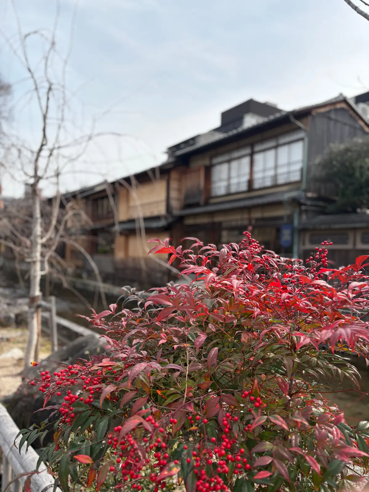 京都、祇園へ。石畳を歩きながら、暖簾をくの画像_3