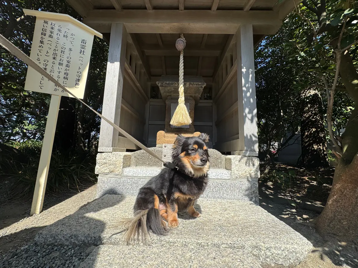 葉山さんぽ｜名物ランチ、パワースポット、の画像_7