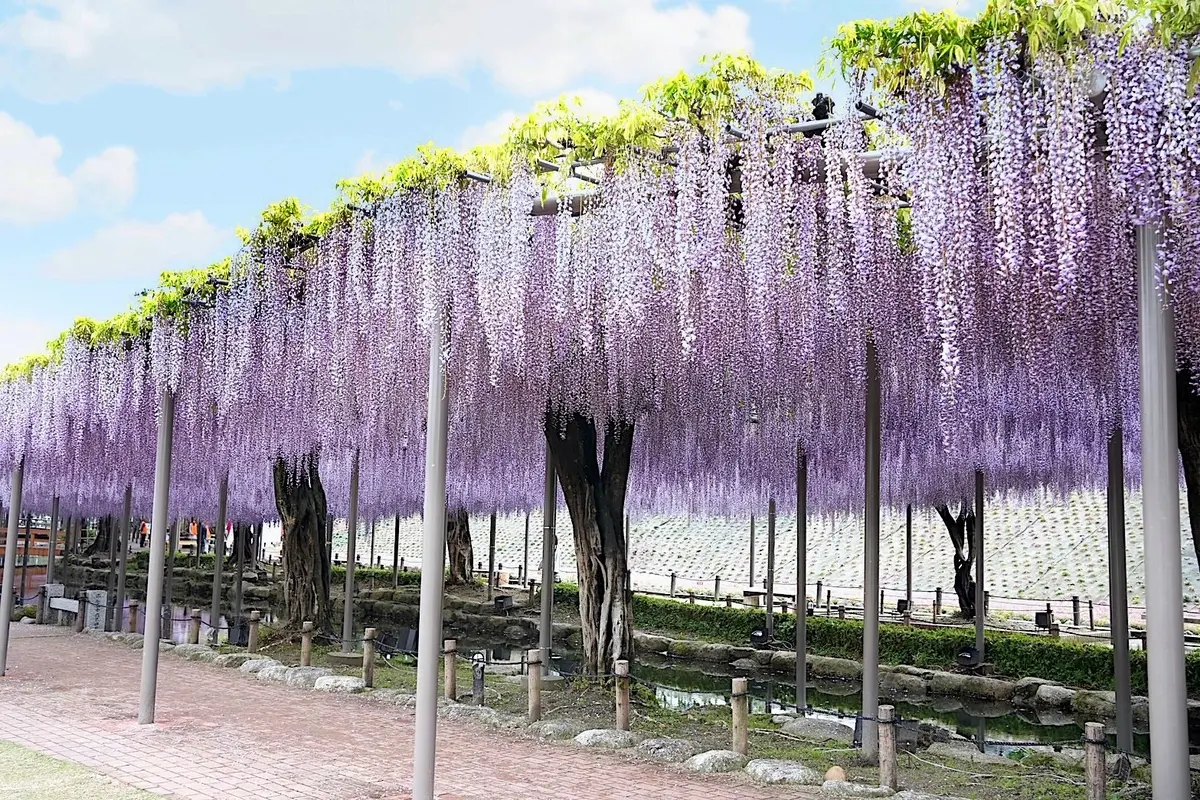 天王川公園の尾張津島藤まつり