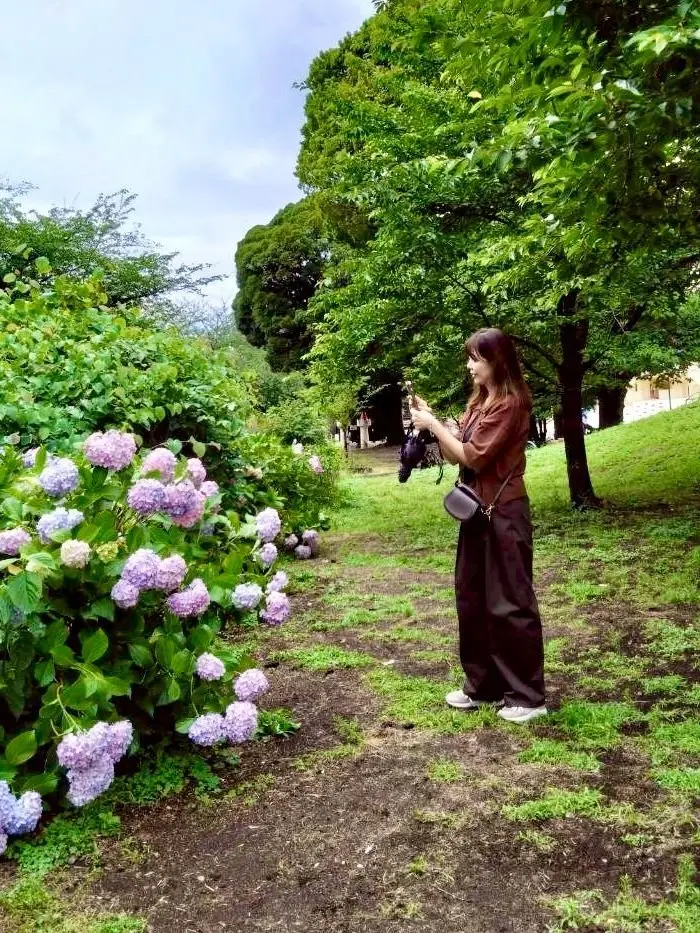 guパンツで紫陽花さんぽしました。