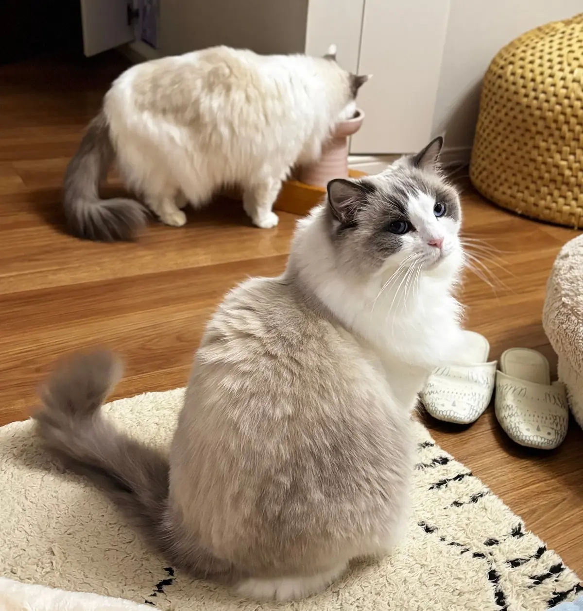 猫　上の子と下の子