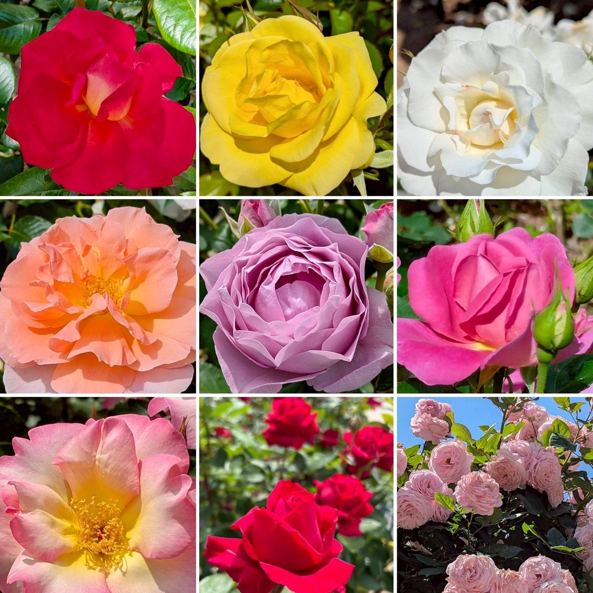 薔薇の楽園。ぎふワールド・ローズガーデンの画像_3