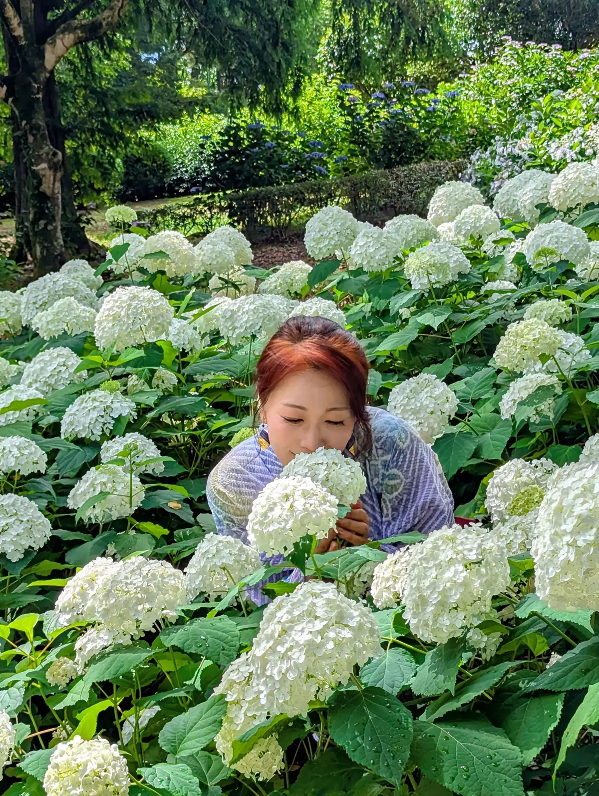 白いヒドロコシスに囲まれた女性が花を嗅いでいる