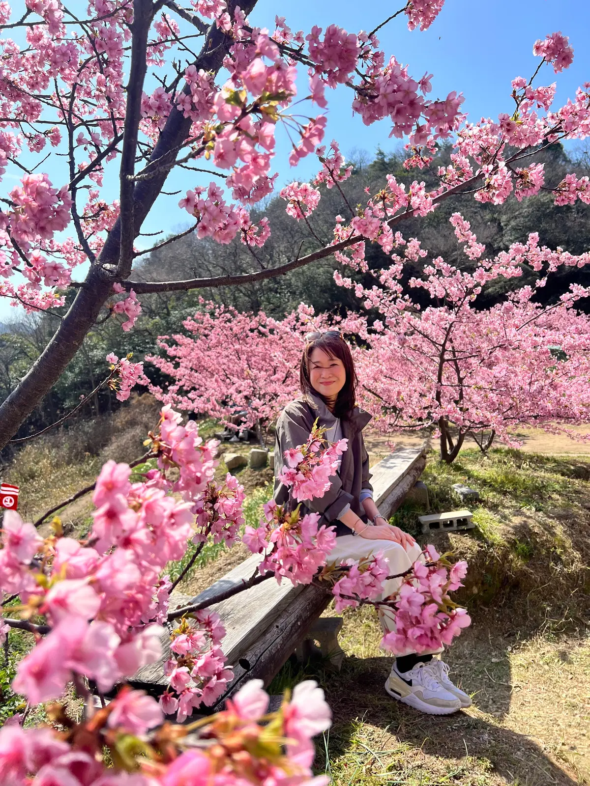 UNIQLOバレルパンツで河津桜、春の大の画像_4