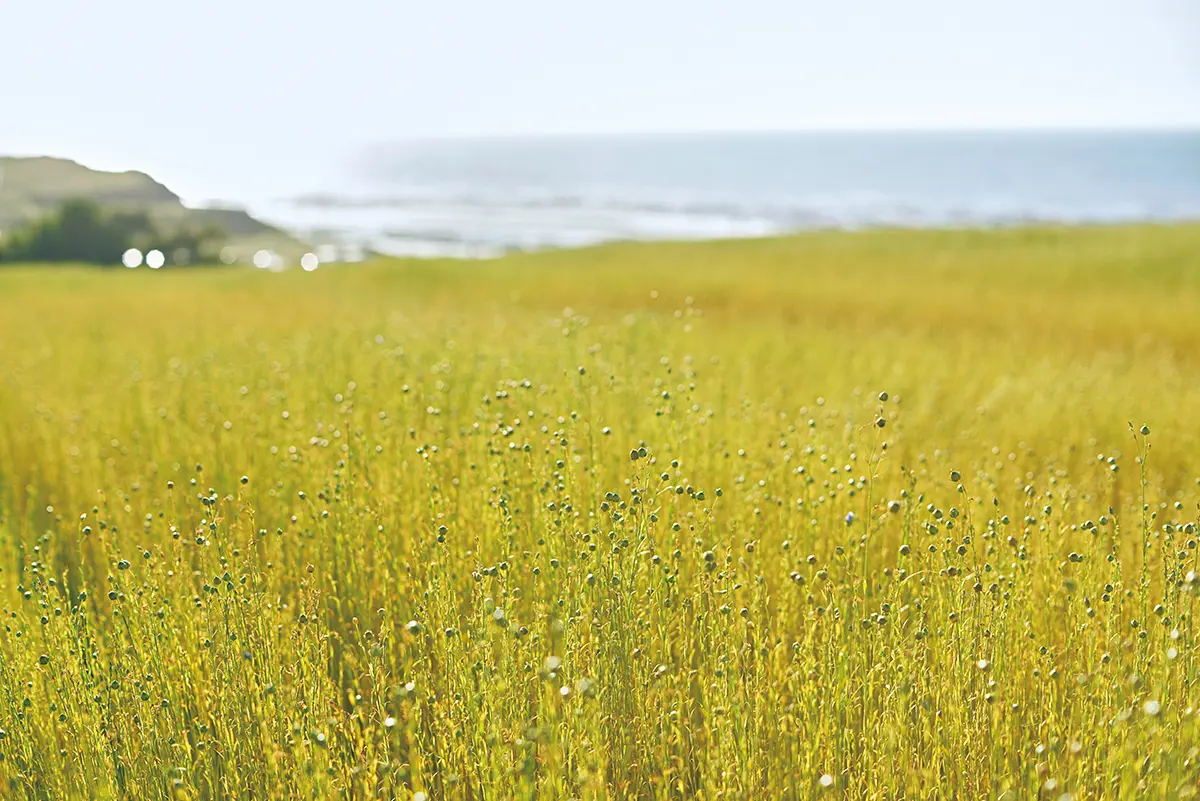 アトリエ からの眺めは、広大な麻の野原。その先に は、ソフィーの散歩コースである海岸への 道が広がる