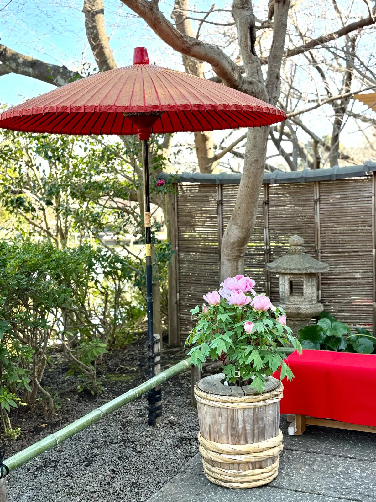 鎌倉　鶴岡八幡宮　境内　神苑ぼたん庭園