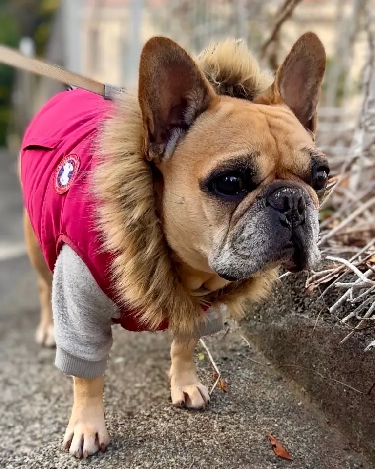 ユニクロのカシミヤ小物が主役！冬のお散歩の画像_4