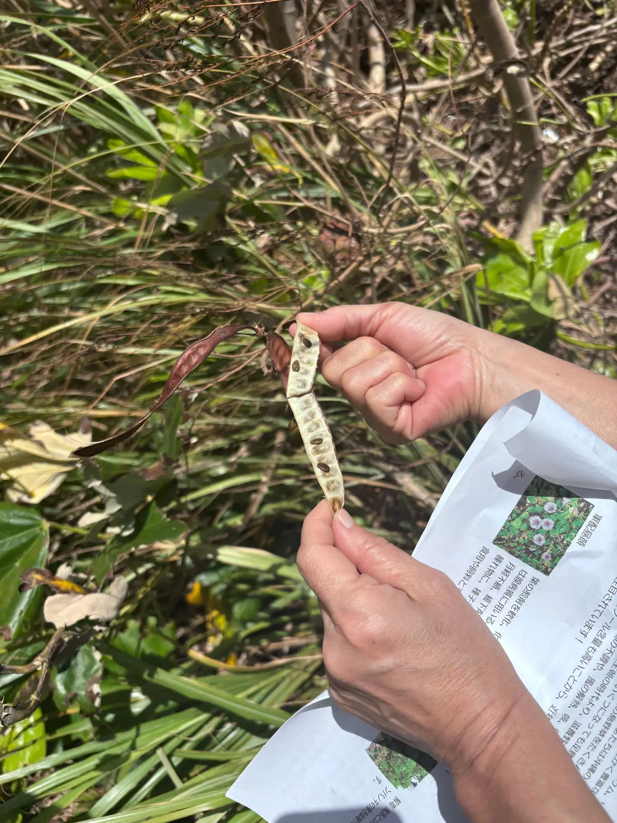 手で支えられた、細長い体を持つ赤褐色のカマキリ。背景には緑の草むらが広がり、右手に開かれた植物図鑑が見える。